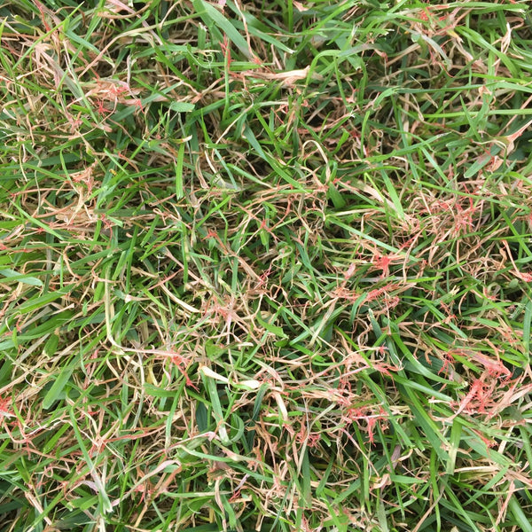 Rotspitzigkeit, Corticium fuciforme  garderia